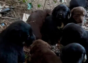 Девять щенков обнаружили в овраге у парка Мзиури. Всего там живет 18 собак, волонтеры пытаются им помочь