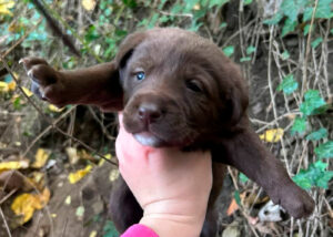 «Если кому-то нужен щенок — мы достанем». 14, а не девять щенков оказалось в овраге в возле Мзиури парка, в выходные там прошла операция по поимке взрослых собак