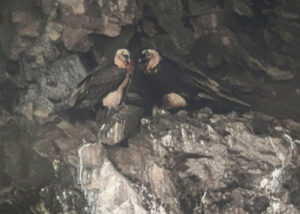 Три года назад в Грузии спасли ястреба после того, как он проглотил нож. Сейчас птица живет в Армении и готовится вить гнездо