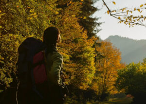 У Национальных парков Грузии есть приложение. В нем можно планировать поездки и строить маршруты