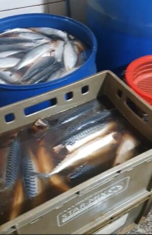 Нарушения выявили на двух рыбных коптильнях в Тбилиси