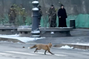 Лиса разберется. Зоолог отвечает, стоит ли беспокоиться о бегающем по центру диком звере и правда ли они стали приходить чаще