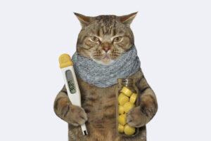 Гонконгский грипп в Тбилиси: как понять, что вы заразились, и что делать