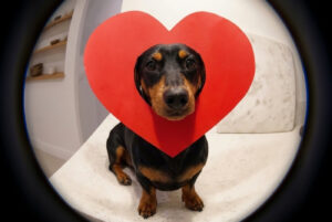 Где в Тбилиси проверить здоровье сердца: в клиниках Silk Medical