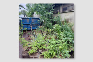 Представьте центр Петербурга, но с кучей деревьев и садиков. Захотелось? Об этом мечтает и создатель «ОПГ Лужок» — проекта по «партизанскому озеленению»