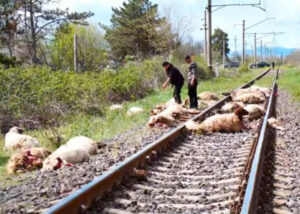 Поезд врезался в стадо овец в Марнеули. Погибло более 40 животных